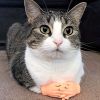 2pcs, Tease The Cat Finger Toys, Jerking The Cat Plastic Gloves Weird Creative Pet Toys, Left And Right Small Hands, Creative Small Gift, Holiday Acce