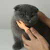 2pcs, Tease The Cat Finger Toys, Jerking The Cat Plastic Gloves Weird Creative Pet Toys, Left And Right Small Hands, Creative Small Gift, Holiday Acce